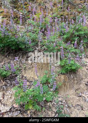 Breitblatt-Lupine (Lupinus latifolius), Plantae, Carmel, CA, USA, Lupine wächst auf einer erodierenden Klippe neben der Feuerstraße, in einem halbschattigen Madrone Mischwald Lebensraum, ungefähr 2800 Meter hoch. Laubblättrige Lupine (Lupinus latifolius latifolius) aus der Familie der Leguminosen (Fabaceae), die 3-15 dm (bis zu 59 Zoll) hoch in feuchten Böden in offenen Wäldern oder Pinseln wächst. Er hat große, breite Blätter und einen offenen Blütenstand, in dem die Blüten entlang des Stängels gut verteilt sind. Blätter haben 5–11 breite, 4–10 cm lange Blattblätter. Kiel ist nur am oberen Rand behaart. Stockfoto