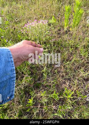 Slender Centaury (Centaurium tenuiflorum), Plantae, Killeen, TX, USA Stockfoto