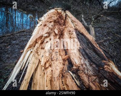 Ein gebrochener Baum im Wald. Die Folgen eines Sturmwindes. Konzept des Klimawandels. Stockfoto