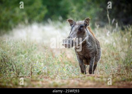 Gemeine Warzenschweine im Gras im Greater Kruger National Park, Südafrika; Specie Phacochoerus africanus Familie der Suidae Stockfoto