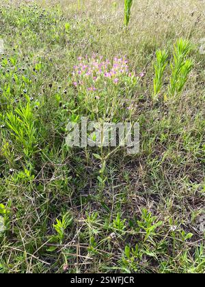 Slender Centaury (Centaurium tenuiflorum), Plantae, Killeen, TX, USA Stockfoto