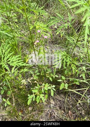 Slender Centaury (Centaurium tenuiflorum), Plantae, Temple, TX, USA Stockfoto