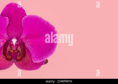 Nahaufnahme von Phalaenopsis Stellenbosch Orchideenblüten auf rosa Hintergrund, Kopierraum. Tropische Blume, Orchideenzweig aus nächster Nähe. Stockfoto