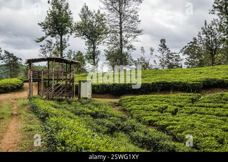 Wandern durch das Teegut Stellenberg entlang des Pekoe Trail, Pupuressa, Sri Lanka Stockfoto