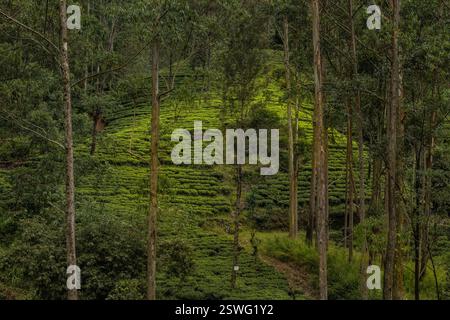 Wandern durch das Teegut Stellenberg entlang des Pekoe Trail, Pupuressa, Sri Lanka Stockfoto