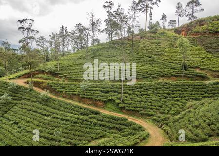 Wandern durch das Teegut Stellenberg entlang des Pekoe Trail, Pupuressa, Sri Lanka Stockfoto