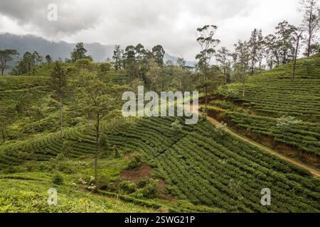 Wandern durch das Teegut Stellenberg entlang des Pekoe Trail, Pupuressa, Sri Lanka Stockfoto