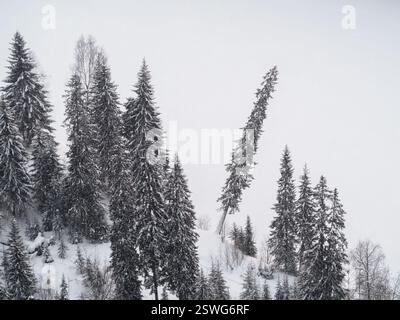 Tannen bedeckt mit Raureif und Schnee in den Winterbergen - Weihnachten schneebedeckten Hintergrund. Kopierbereich. Stockfoto