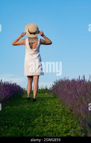 Frau in weißem Kleid, die an einem sonnigen Tag durch das Lavendelfeld geht. Sie trägt einen Strohhut und blickt in Richtung Horizont. Stockfoto