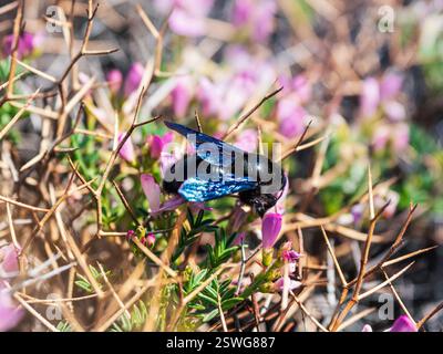 Heller Frühlingsblumenhintergrund mit einer Biene. Große Zimmerleuchter Hummel (Xylocopa) sammelt Pollen und Nektar aus wunderschönem pur Stockfoto