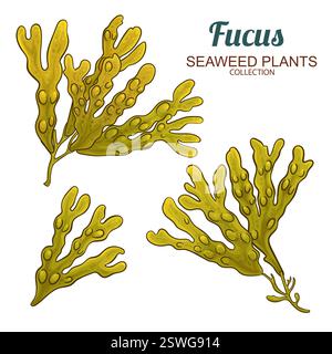 Fucus Branch Farbige Detaillierte Abbildung Stock Vektor