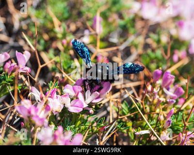 Heller Frühlingsblumenhintergrund mit einer Biene. Große Zimmerleuchter Hummel (Xylocopa) sammelt Pollen und Nektar aus wunderschönem pur Stockfoto