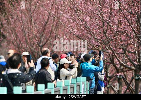 Hongkong, China, 20. Februar 2025. Besucher genießen die blühenden Kirschblüten im Garten am Rande des Hong Kong International Airport in Chek Lap Kok. Die Blütezeit wird voraussichtlich bis Mitte März am 20. Februar 2025 in Hong Kong, China, dauern. Credit: Li Zhihua/China News Service/Alamy Live News Stockfoto