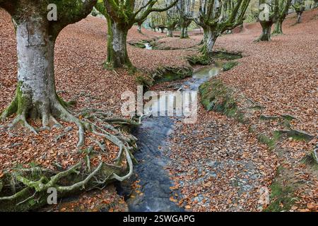 Buchenwald in Vizcaya. Hayedo Otzarreta, Gorbeia. Herbstlandschaft. Spanien Stockfoto