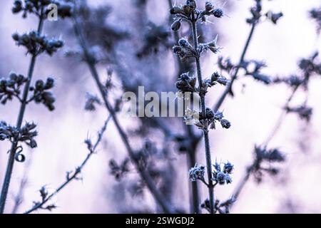 Frostige Äste an einem kalten, sonnigen Wintermorgen Stockfoto