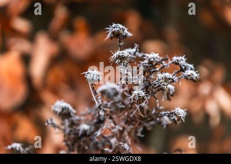 Frostige Äste an einem kalten, sonnigen Wintertag Stockfoto