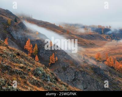 Steiler Herbsthang und goldener Wald in dichtem Nebel. Stockfoto