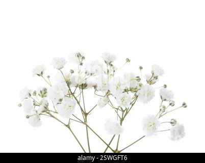Kleine Zweige mit kleinen weißen Blüten von Gypsophila (Baby-Atem) isoliert auf weißem Hintergrund. Stockfoto
