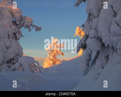 Helle feurige Weihnachtstanne, eingerahmt von schneebedeckten Bäumen. Tannen sind auf dem sonnigen Polhang mit Schnee bedeckt. Morning Nort Stockfoto