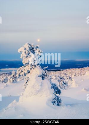 Heller Vollmond scheint an einem Winterabend in der Arktis durch die schneebedeckten Äste eines Baumes. Winter kalt Abend Minim Stockfoto