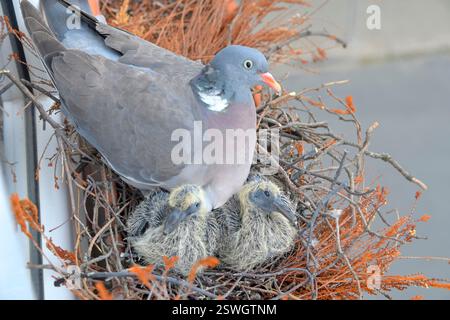 Die Taube wärmt die jungen Tauben. Tauben und Jungvögel. Ein Paar Tauben hat ein Nest in einem Pflanzenkasten auf einer Fensterbank gebaut. Ansicht von oben. Vogelwelt Stockfoto
