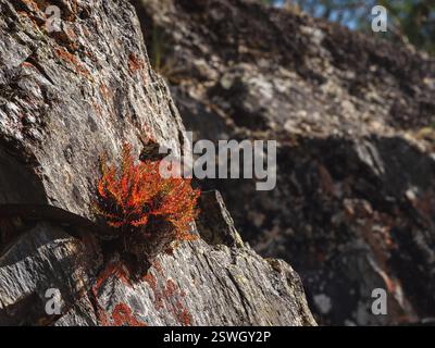 Roter Busch wächst auf Felsen im Sonnenlicht. Schöner floraler natürlicher Hintergrund mit rotem Blumenstrauch Rhodiola rosea (snowdon-Rose) Stockfoto