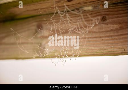 Ein zartes Spinnennetz mit Tautropfen auf einer Holzoberfläche Stockfoto