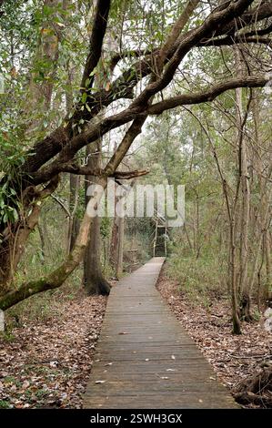 Holzsteg durch einen dichten Wald, der zu Treppen führt Stockfoto