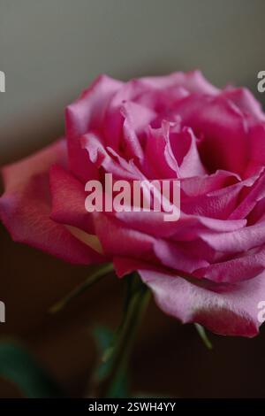 Eine Makroansicht Einer einzelnen Rose Stockfoto
