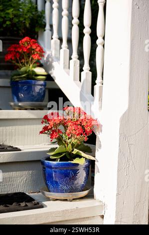 Rote kalanchoe-Blüten in blauen Keramiktöpfen auf einer hölzernen Veranda-Treppe Stockfoto