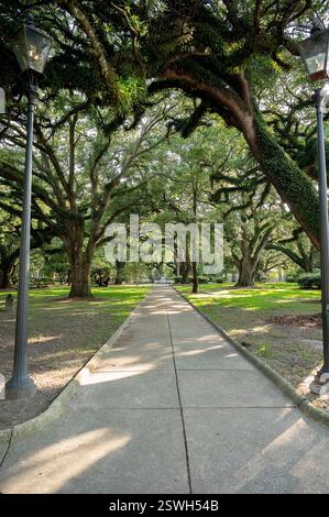 Von Bäumen gesäumter Parkweg mit moosbedeckten Eichen und Vintage-Laternenpfosten Stockfoto