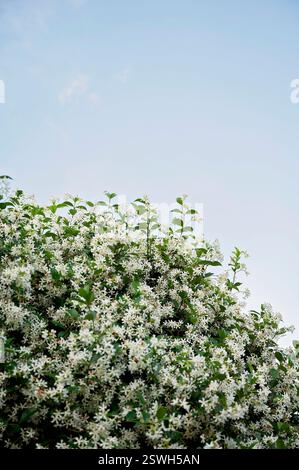 Weiße Jasminblüten in voller Blüte vor einem weichen blauen Himmel Stockfoto