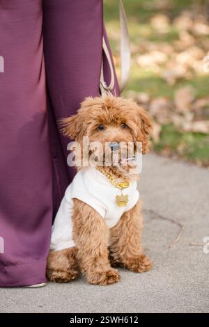 Niedlicher flauschiger Hund in einem stilvollen Outfit, der neben seinem Besitzer sitzt Stockfoto