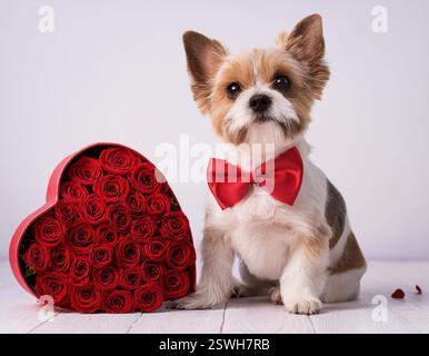 Ein süßer Hund in roter Schleife sitzt neben einer herzförmigen Kiste mit Rosen und feiert die Liebe. Stockfoto