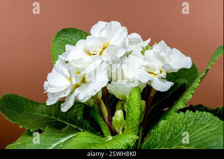 Weiße Primula-Blüten auf braunem Hintergrund Stockfoto