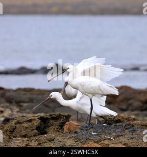 Eine Gruppe von ausgewachsenen Löffeln, Platalea leucorodia in El Cotillo, Fuerteventura, Kanarischen Inseln, aufgenommen im Dezember 2024. Stockfoto