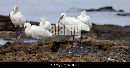 Eine Gruppe von ausgewachsenen Löffeln, Platalea leucorodia in El Cotillo, Fuerteventura, Kanarischen Inseln, aufgenommen im Dezember 2024. Stockfoto