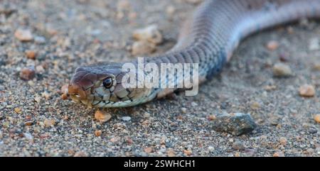 Mosambik-Speikobra / Mosambik Spuckkobra / Naja mossambica Stockfoto