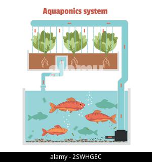 Wie das Aquaponics-System funktioniert. Aquaponik-System in der Smart-Farming-Methode Fluss von Wasser und Nährstoffen unter Verwendung von Fischen im Diagrammverfahren. Stock Vektor