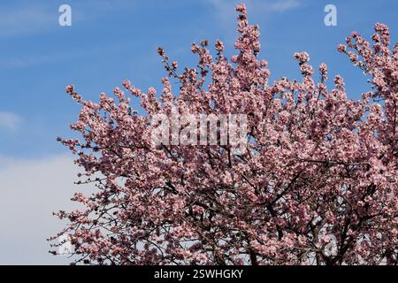 Blühende Mandelbaumkrone mit blauem Himmel und Wolken Hintergrund, Alcoy, Spanien Stockfoto