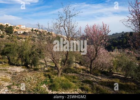 Mandelblütenfeld mit Häusern der Stadt Alcoy im Hintergrund, Spanien Stockfoto