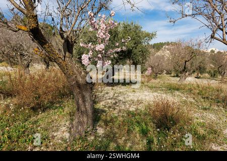 Alter Mandelbaum mit Blumen in einem Obstgarten in Alcoy, Spanien Stockfoto