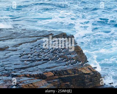 Austernfänger an der Yesnaby Küste, Orkney Stockfoto