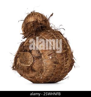 Nahaufnahme eines ganzen ungeschälten Taro Wurzelgemüse. Isoliert auf weißem Hintergrund. Stockfoto