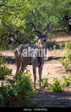 Männlicher Großkudu steht unter einem schattenspendenden Baum Stockfoto