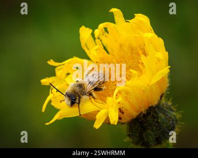 Pantaloon Bee; Hairy Legged Mining Bee; Dasypoda hirtipes; ein erwachsener männlicher Biene, der in einer Krautblume schläft Stockfoto