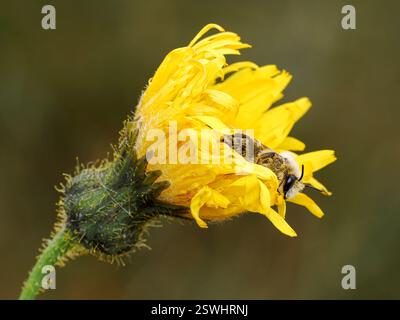 Pantaloon Bee; Hairy Legged Mining Bee; Dasypoda hirtipes; ein erwachsener männlicher Biene, der in einer Krautblume schläft Stockfoto