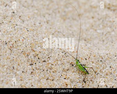 Conehead mit kurzen Flügeln, Conehead, Conocephalus dorsalis, frühe Bühneninstar am Dünenrand Norfolk Stockfoto