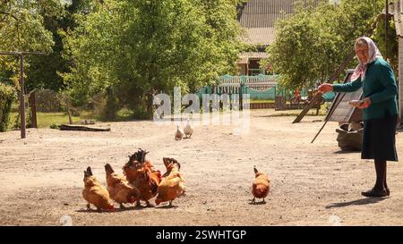 Eine ältere Frau in einer ländlichen Umgebung, die Hühner mit Getreide füttert, umgeben von einer landwirtschaftlichen Umgebung. Sie trägt eine traditionelle Schürze und ein Kopftuch Stockfoto