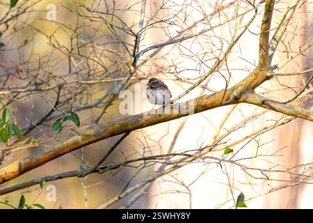 Das Lied Spatzen (Melospiza melodia), einheimische Spatzen in Nordamerika Stockfoto